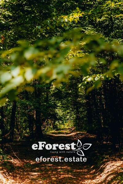 Dambovita, teren intravilan de casa la padure, 17 km de Bucuresti